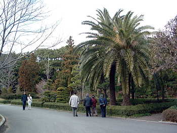 都道府県の木