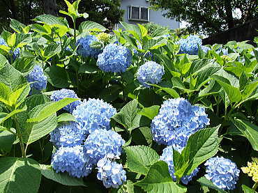 境内の紫陽花