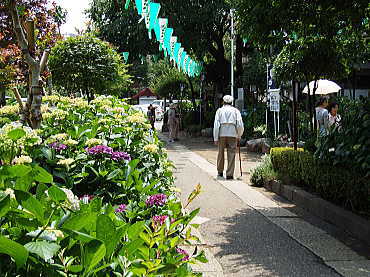 紫陽花の咲く境内を歩く