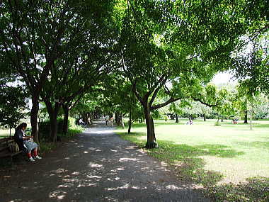 小石川植物園