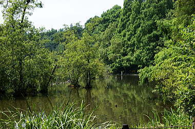 三宝寺池