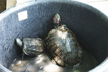 三宝寺池のカメ