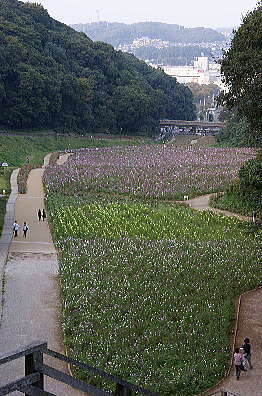 コスモス園