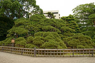 三百年の松