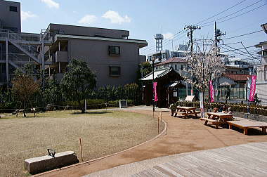 公園は桜満開？