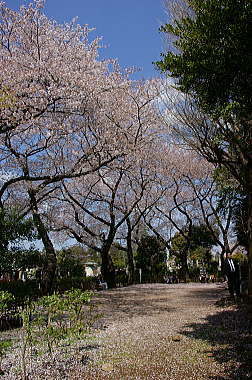 染井霊園花吹雪広場