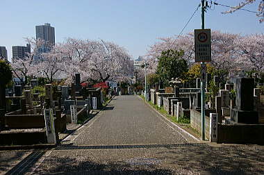 霊園内の染井通り