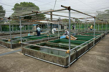 葛飾区金魚展示場