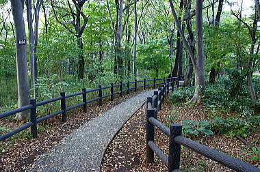 武蔵野自然林散策歩道