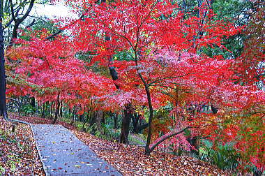 箱根山を下山