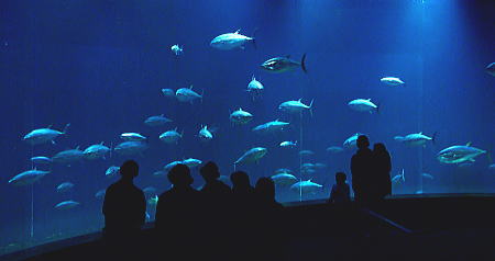 水族園内の大型水槽