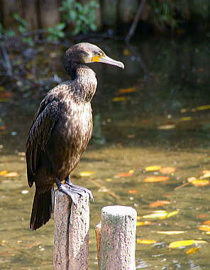 野鳥の島付近で