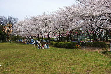 桜満開！