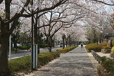 桜並木を歩く