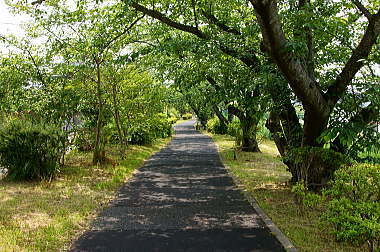 手賀沼遊歩道を進む