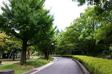 公園内のイチョウ並木