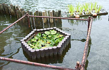 水生植物園