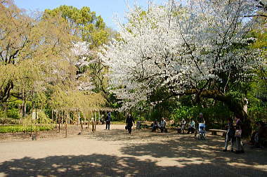 桜も何とか咲いてました