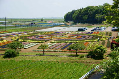 花畑が見えました