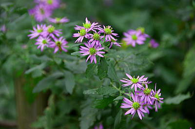 園内の花 （ノコンギク）