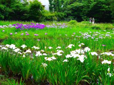 花菖蒲田ゾーン