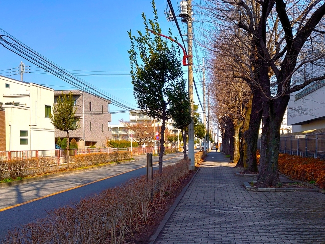 梶野通りと月桂樹