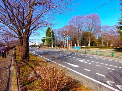 五日市街道の向こうには小金井公園が